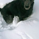 Fort Simpson Kennels. The Home Away From Home for Your Dog in Fort Simpson Northwest Territories