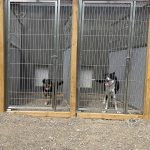 Fort Simpson Kennels. The Home Away From Home for Your Dog in Fort Simpson Northwest Territories